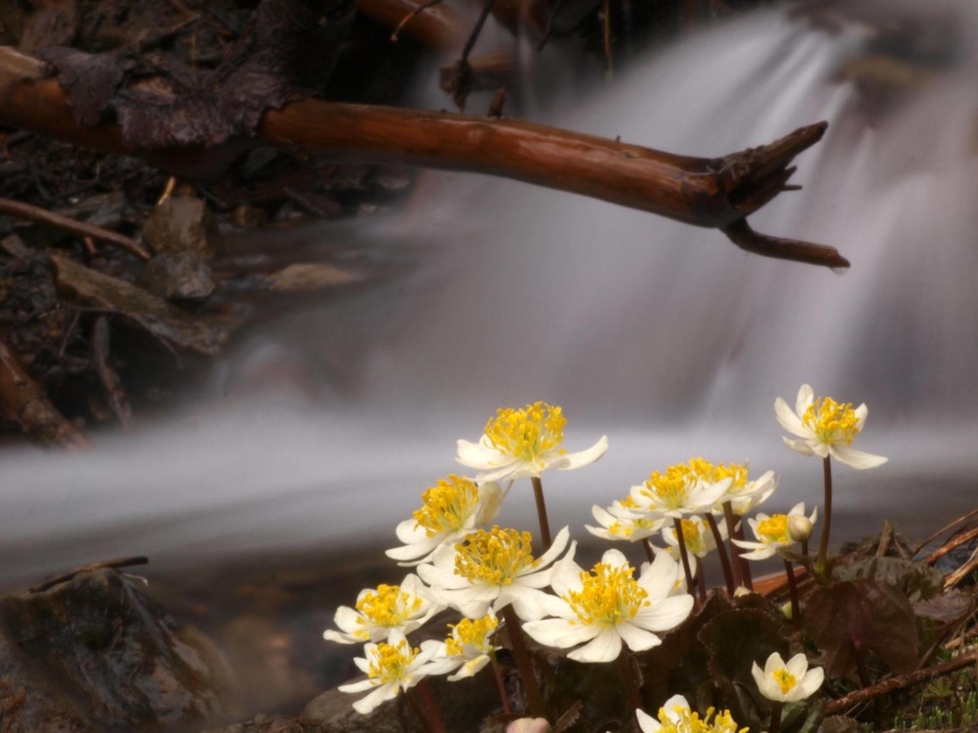 Sol Duc Hot Springs Resort Ovington المظهر الخارجي الصورة
